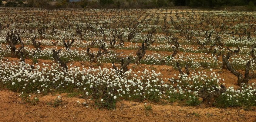 Valserrano, Vinedos y Bodegas de la Marquesa, Rioja DOCa