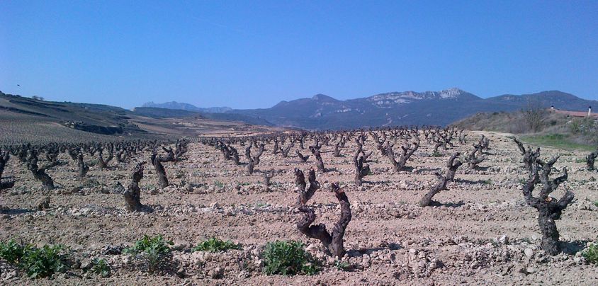 Valserrano, Vinedos y Bodegas de la Marquesa, Rioja DOCa